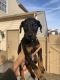 Doberman Pinscher Puppies for sale in Indianapolis, IN, USA. price: $2,250