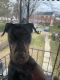Doberman Pinscher Puppies for sale in Baltimore, MD, USA. price: $2,800