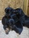 Doberman Pinscher Puppies for sale in Orlando, FL, USA. price: NA