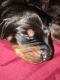 Doberman Pinscher Puppies for sale in Newton Falls, OH 44444, USA. price: $1,500