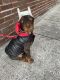 Doberman Pinscher Puppies for sale in The Bronx, NY, USA. price: NA