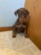 Doberman Pinscher Puppies for sale in Finlayson, MN 55735, USA. price: $850
