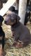 Doberman Pinscher Puppies for sale in Mabton, WA 98935, USA. price: NA