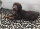 Doberman Pinscher Puppies for sale in Florence, SC, USA. price: NA