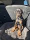 Doberman Pinscher Puppies for sale in Tucson, AZ 85730, USA. price: $300