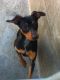 Doberman Pinscher Puppies for sale in Sterling Heights, MI 48312, USA. price: NA