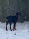Doberman Pinscher Puppies for sale in 16346 Barriemore Ave, Middleburg Heights, OH 44130, USA. price: NA