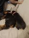 Doberman Pinscher Puppies for sale in Gilbert, AZ 85297, USA. price: NA