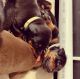 Doberman Pinscher Puppies for sale in California Ave, Windsor, ON, Canada. price: NA