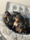 Doberman Pinscher Puppies for sale in Sacramento, CA 95834, USA. price: $600