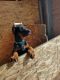 Doberman Pinscher Puppies for sale in 5880 S Johnson Rd, Rush, CO 80833, USA. price: NA