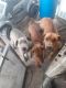 Doberman Pinscher Puppies for sale in San Antonio, TX 78237, USA. price: NA