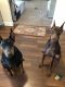 Doberman Pinscher Puppies for sale in Jacksonville, NC 28546, USA. price: $3,200