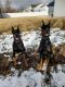 Doberman Pinscher Puppies for sale in Nampa, ID, USA. price: NA