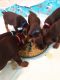 Doberman Pinscher Puppies for sale in 19 Cross Rd, Warren Center, PA 18851, USA. price: NA