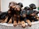 Doberman Pinscher Puppies for sale in Eagle Mountain, UT, USA. price: $2,500