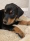 Doberman Pinscher Puppies for sale in Greenville, SC, USA. price: $1,200