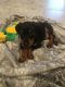 Doberman Pinscher Puppies for sale in Conroe, TX, USA. price: NA