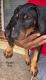 Doberman Pinscher Puppies for sale in Fresno, TX, USA. price: NA
