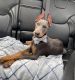 Doberman Pinscher Puppies for sale in Marshfield, WI, USA. price: NA