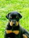 Doberman Pinscher Puppies for sale in Columbia, TN 38401, USA. price: NA