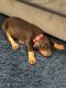 Doberman Pinscher Puppies for sale in Inglewood, CA, USA. price: $700