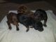 Doberman Pinscher Puppies for sale in Humble, TX 77338, USA. price: $800