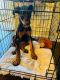 Doberman Pinscher Puppies for sale in Pearland, TX 77584, USA. price: NA