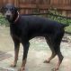 Doberman Pinscher Puppies for sale in Indianapolis, IN, USA. price: NA