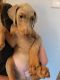Doberman Pinscher Puppies for sale in Atlanta, GA, USA. price: $1,600