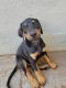 Doberman Pinscher Puppies for sale in Rio Linda, CA, USA. price: NA