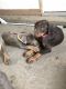 Doberman Pinscher Puppies for sale in Grand Prairie, TX, USA. price: NA