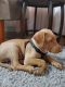 Doberman Pinscher Puppies for sale in Santa Clara, CA 95051, USA. price: NA