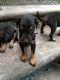 Doberman Pinscher Puppies for sale in Maranpur, Gaya, Bihar, India. price: 11000 INR
