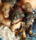 Doberman Pinscher Puppies for sale in Mahanagar, Lucknow, Uttar Pradesh 226006, India. price: 16000 INR