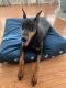 Doberman Pinscher Puppies for sale in Frederick, MD, USA. price: $500