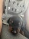 Doberman Pinscher Puppies for sale in DeRidder, LA 70634, USA. price: $2,500