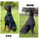 Doberman Pinscher Puppies for sale in Indianapolis, IN, USA. price: $3,500