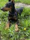 Doberman Pinscher Puppies for sale in Lakewood, CO, USA. price: NA