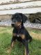 Doberman Pinscher Puppies for sale in Wendell, ID 83355, USA. price: NA