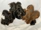 Doberman Pinscher Puppies for sale in Miramar, FL, USA. price: NA