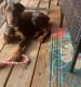 Doberman Pinscher Puppies for sale in Charlotte, NC, USA. price: $1,400