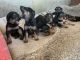 Doberman Pinscher Puppies for sale in Wapato, WA 98951, USA. price: $300