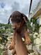 Doberman Pinscher Puppies for sale in Rourkela, Odisha, India. price: 24500 INR