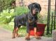 Doberman Pinscher Puppies for sale in Wilbraham, MA 01095, USA. price: NA