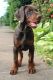 Doberman Pinscher Puppies for sale in Cheshire, CT, USA. price: $850