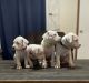 Dogo Argentino Puppies for sale in Loranger, LA 70446, USA. price: $1,900