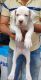 Dogo Argentino Puppies for sale in Pune, Maharashtra, India. price: 25,000 INR