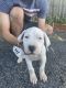 Dogo Argentino Puppies for sale in New York, NY, USA. price: NA
