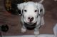 Dogo Argentino Puppies for sale in Medford, OR, USA. price: NA